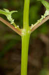 Smallspike false nettle